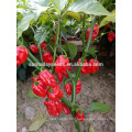 Suntoday cultivation of agricultue sichuan pickled jalapeno F1hot pepper chilli hebanero seeds hybrid vegetable(22021)
